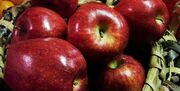کاهش ۷۰ درصدی تولید سیب در باغات سمیرم نسبت به سال های گذشته