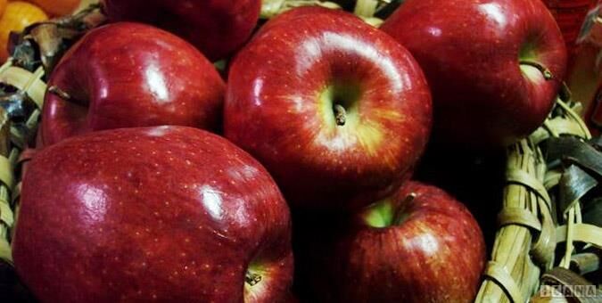بهره گیری از پایه های رویشی در افزایش میزان بهره‌ وری باغ سیب
