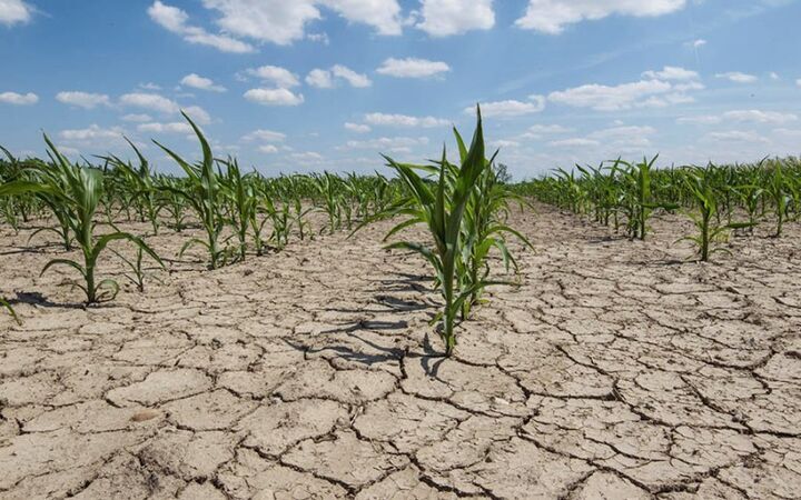 خسارت خشکسالی به ۴۶۰۰ هکتار از مزارع دیم شهرستان قصرشیرین 