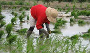 نوسانات ارزی؛ عامل گرانی برنج