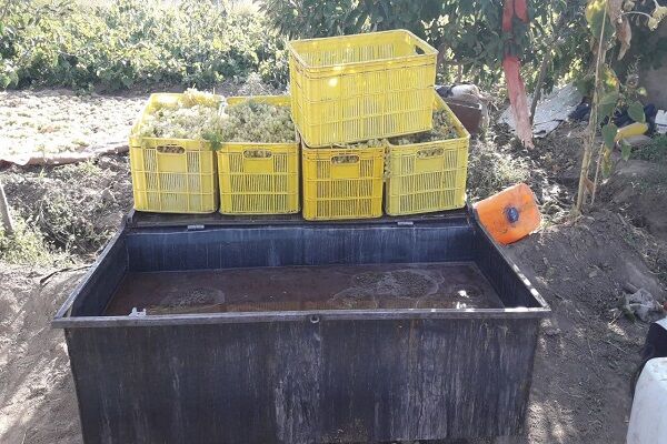 گونی‌های پلاستیکی بلای جان کشمش‌های صادراتی| لزوم تهیه سبدهای حمل محصول برای باغداران