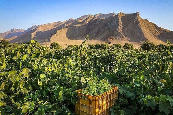 ۱۰ درصد انگور کشور در شاهرود تولید می شود | غفلت از ۲ هزار میلیارد تومان گردش مالی