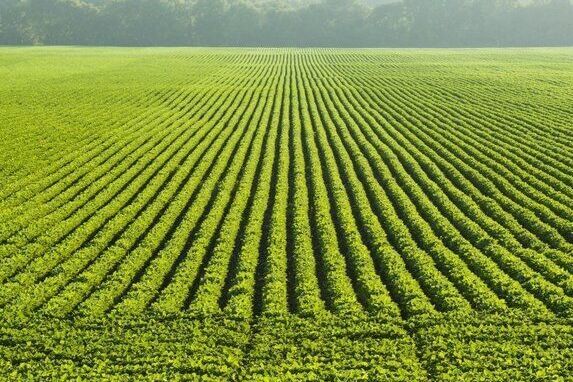 ناتمام ماندن پروژه ملی یکپارچه سازی اراضی| مزارعی که همسطح نشدند