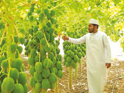کشاورزی در عمان؛ توسعه فناوریهای پیشرفته و سیاستهای حمایتی دولت| خودکفایی در تولید محصولات داخلی