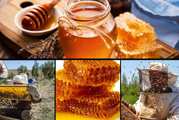 صادرات عسل از ایران به چین رقم می‌خورد| احداث پژوهکده زنبورعسل در خوانسار