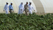 سیاست بلندپروازانه قطر در ترویج محصولات کشاورزی بومی| ۷۰ درصد خودکفایی در تولید سبزیجات تا ۲۰۲۳
