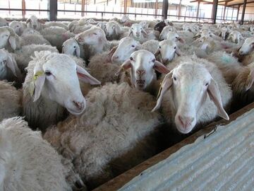 فعالیت ۱۵ مرکز عرضه دام بهداشتی در روزهای عید قربان و عید عرفه