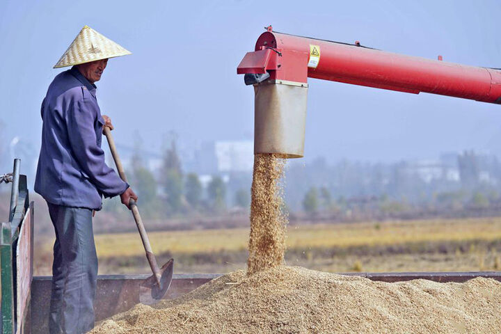کاهش برنج تولیدی گلستان| ۳۴۰ هزار تن محصول برداشت شد