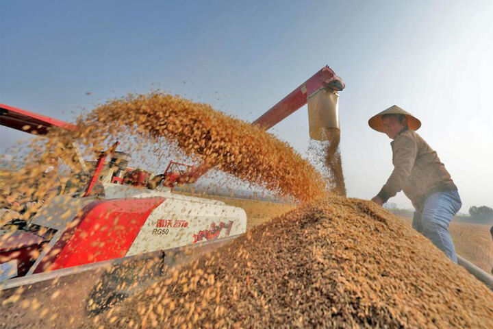 برداشت برنج در چین