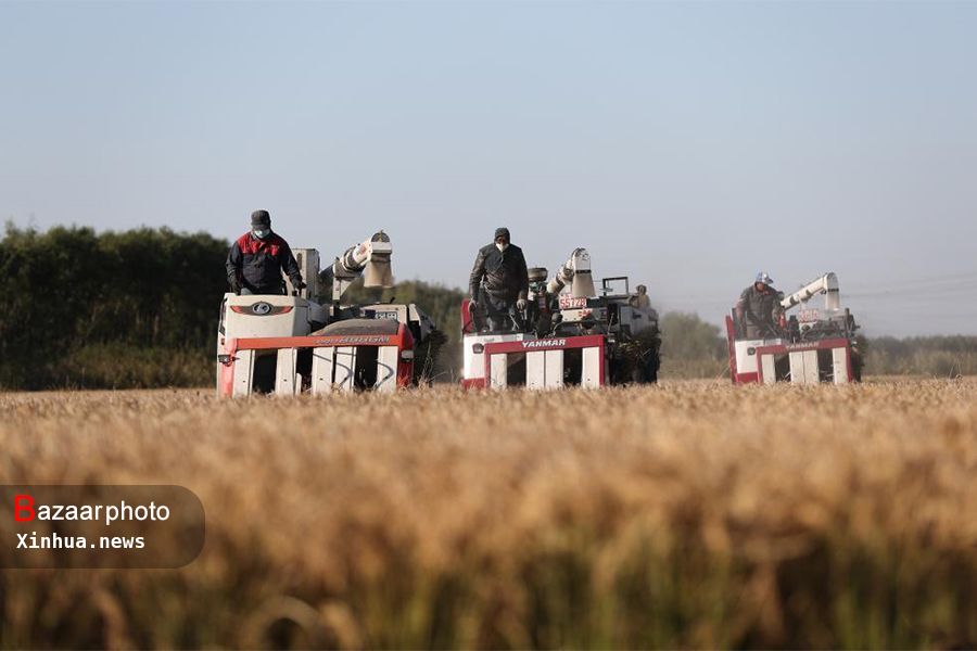 پیش بینی برداشت ۷۰۰ هزار تن برنج سفید در گیلان