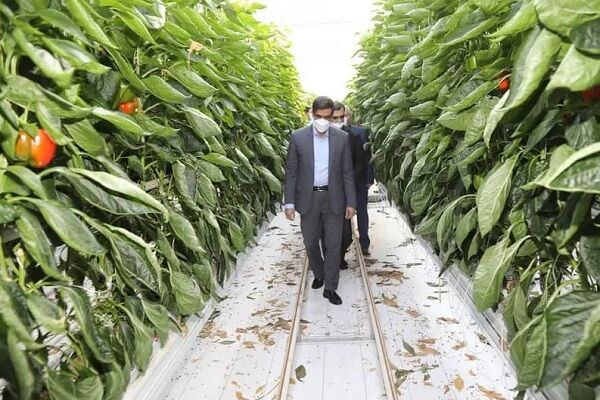 ۴ هزار تن محصولات گلخانه‌ای در زنجان تولید می‌شود