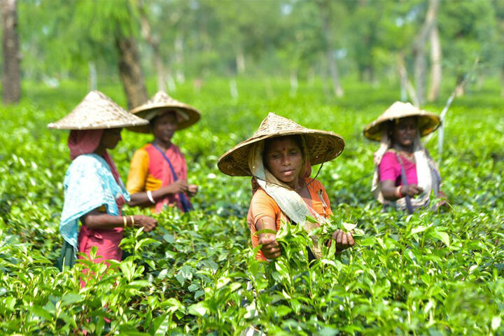 برداشت چای در سریلانکا