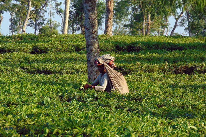 برداشت چای در سریلانکا