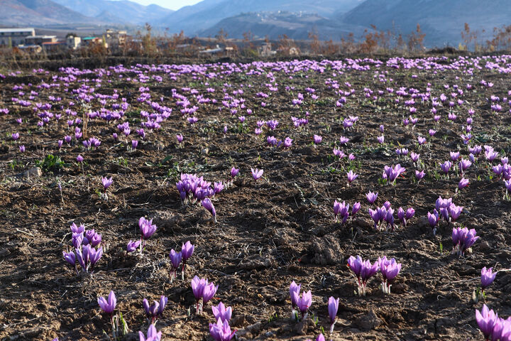 کردستان در ردیف تولیدکنندگان زعفران | میزان برداشت به بیش از ۲۵۰ کیلوگرم افزایش می یابد