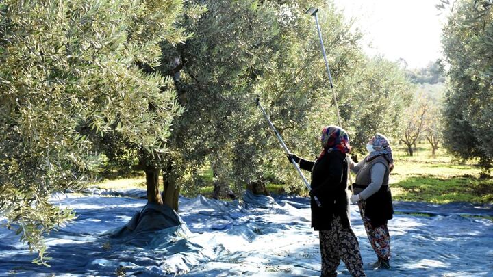 برداشت زیتون در باغات ترکیه
