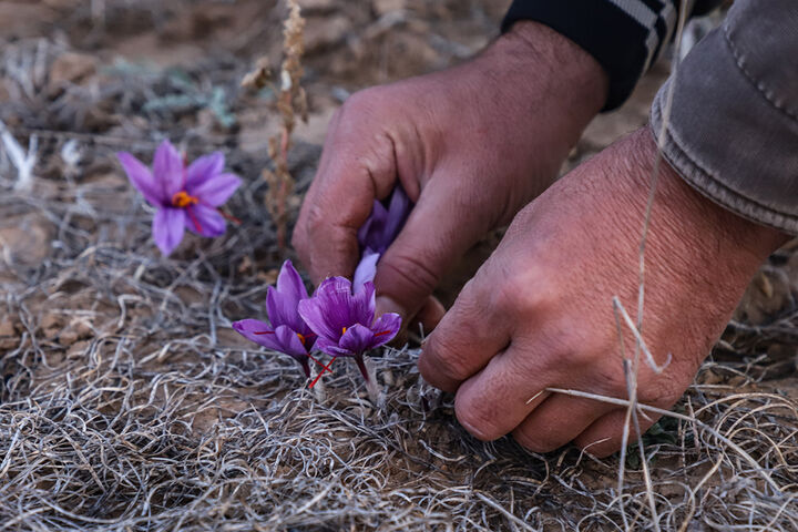 کارآفرین تهرانی دست یاری به سوی روستاییان ملایر دراز کرده است/ اراضی زعفران تشنه آب
