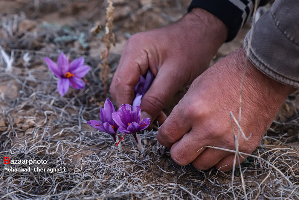 کارآفرین تهرانی دست یاری به سوی روستاییان ملایر دراز کرده است/ اراضی زعفران تشنه آب