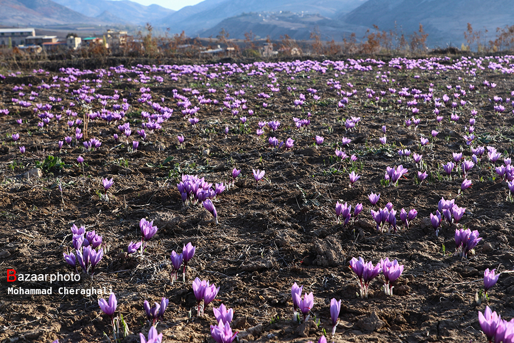 پیچش عطر زعفران در اقتصاد مازندران| طلاکاری در مزارع شیبدار