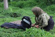 خرید ۵۰ هزار تن برگ سبز چای در شمال