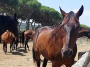واردات اسب در شرایط کمبود ارز!
