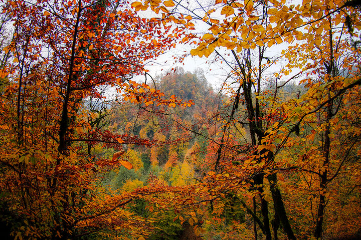 پاییز در جنگلهای هیرکانی مازندران