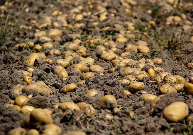 تبدیل ۲۰ درصد زمین های زراعی سیب زمینی به کشت کلزا