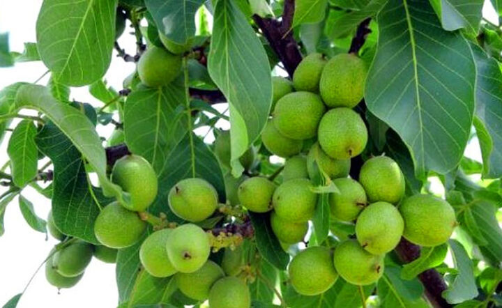 آغاز برداشت بیش از ۴ هزار تن گردو در جنوب کرمان