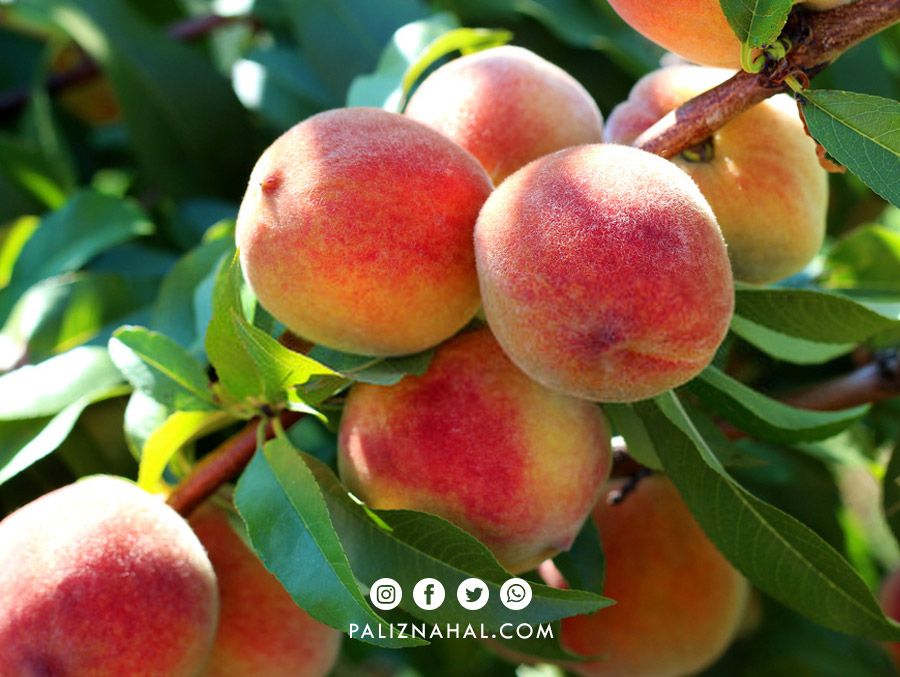 قیمت خرید عمده نهال میوه در تهران