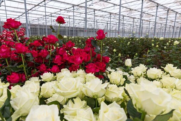 تولید و صادرات گل رز از ۲۳ واحد گلخانه‌ای در اردبیل