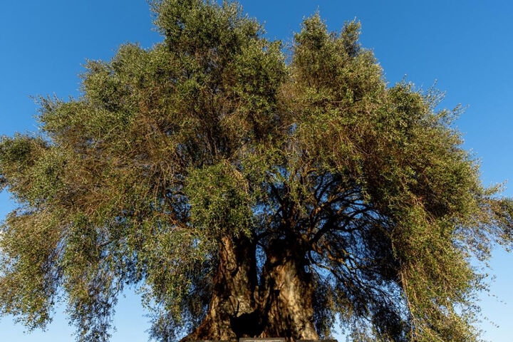 درخت زیتون 3350 ساله در پرتغال