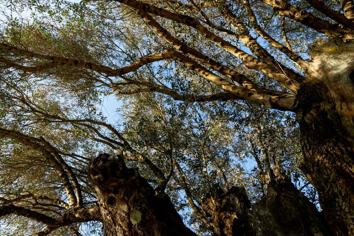 درخت زیتون 3350 ساله در پرتغال