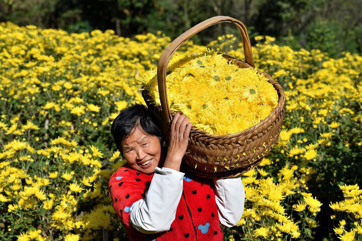 برداشت گل داوودی در چین