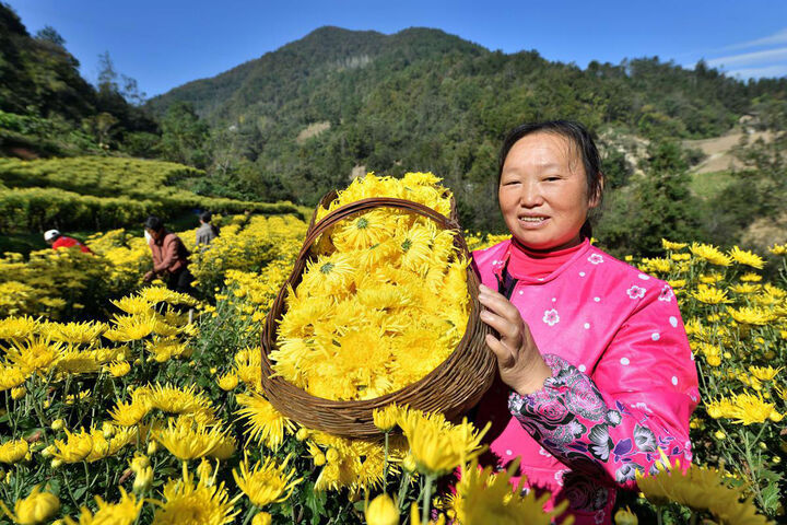 برداشت گل داوودی در چین