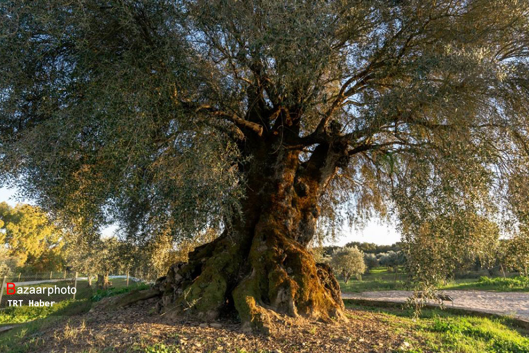 درخت زیتون ۳۳۵۰ ساله در پرتغال