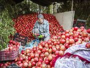 ایران سومین تولیدکننده انار در جهان| برآورد تولید بیش از ۱.۲ میلیون تن در سال جاری