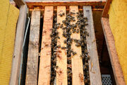 سالانه ۵ هزار تن عسل در کرمانشاه تولید می‌شود
