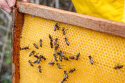 برداشت عسل از زنبورستان های استان همدان