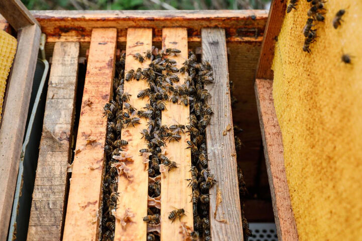 تولید عسل دارویی با بهره مندی از مزارع گشنیز در همدان