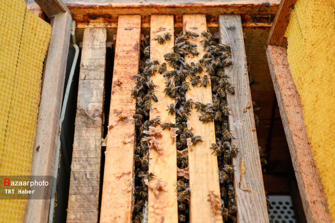 تغییرات آب و هوایی عامل کاهش ۵۰ درصدی تولید عسل