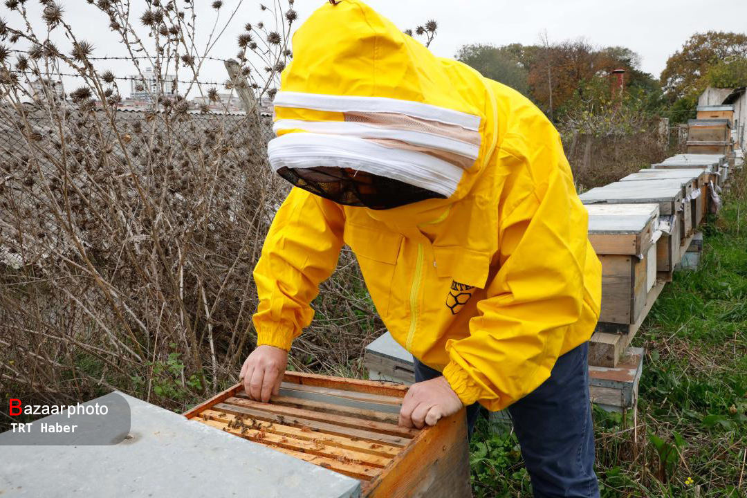 اوضاع وخیم صنعت زنبورداری؛ جهاد کشاورزی اقدامی نکرد