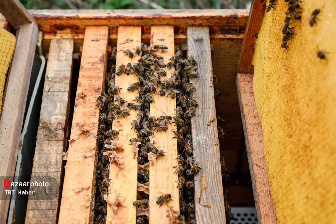تولید عسل دارویی با بهره مندی از مزارع گشنیز در همدان