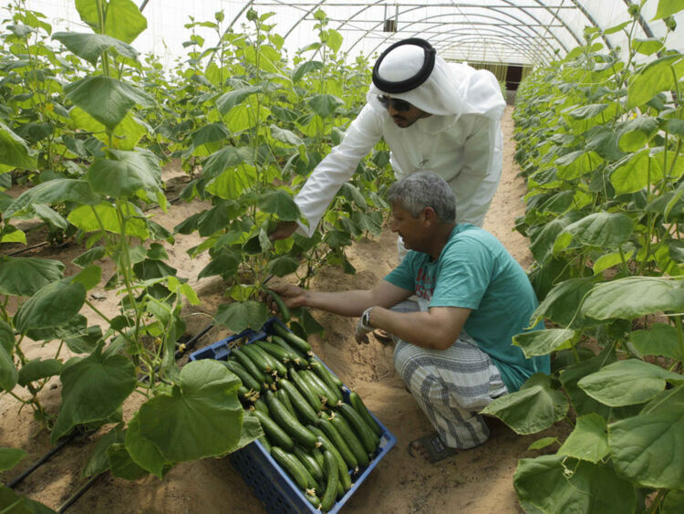 کشاورزی حفاظت شده؛ آینده صنعت کشاورزی امارات| تولید بیشتر در مناطق کوچکتر با هزینه و آب کمتر