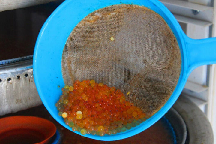 رهاسازی ۲.۵ میلیون بچه ماهی قزل آلا در استخرهای پرورش ماهی همدان