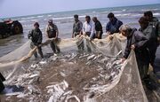 رشد ۶۸ درصدی صید ماهیان استخوانی در گیلان