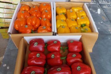 ارزش ۷.۵ میلیارد دلاری فروش بین المللی فلفل دلمه ای؛ ایران در رتبه ۲۹ صادرات