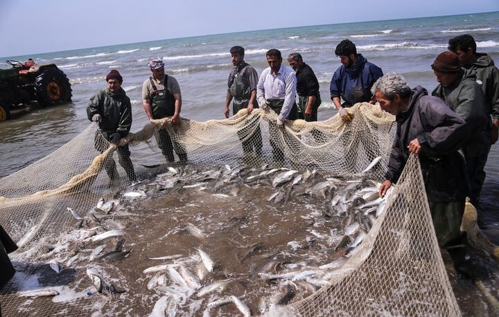ارزش اقتصادی ۳۰ میلیارد تومانی صید ماهی در مازندران