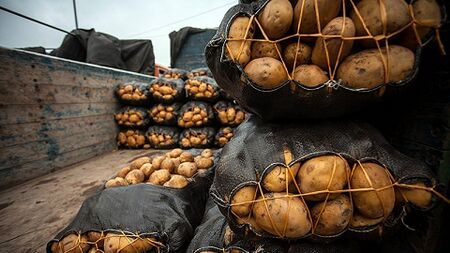 قیمت سیب‌زمینی سر زمین کیلویی ۸ تا ۱۰ هزار تومان| کمبود تولید نداریم؛ نظارت وجود ندارد