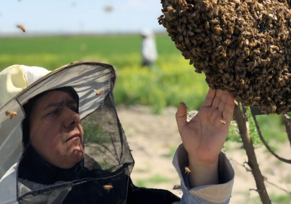 عسل گلستان در فراز و نشیب تولید| کام زنبورداران از حذف یارانه تلخ شد