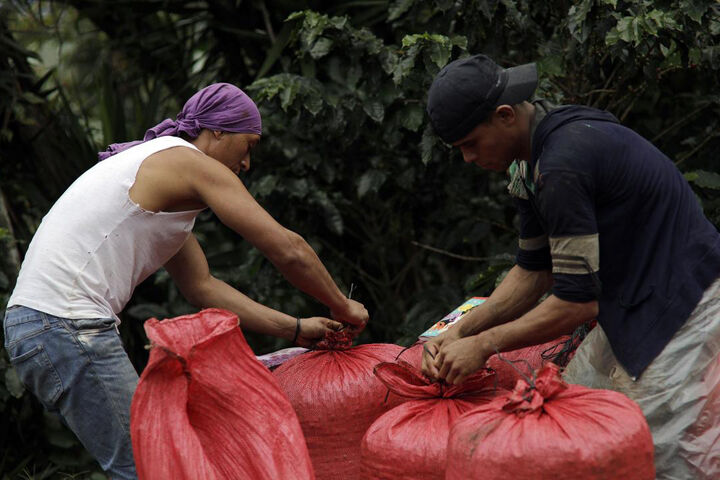 برداشت قهوه در هندوراس