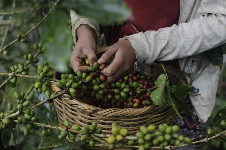 برداشت قهوه در هندوراس